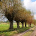 Polish landscape - country road and willows